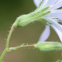 Blue-sow-thistle
